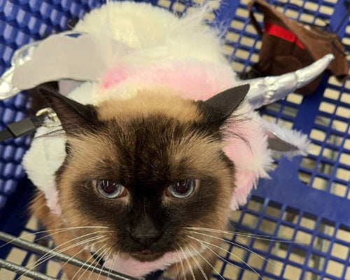 Cat wearing bunny ears in a blue plastic basket